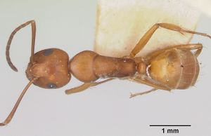 Camponotus kelleri invalidus casent0101517 dorsal 1.jpg