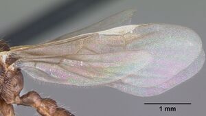 Myrmica latifrons casent0104816 profile 2.jpg