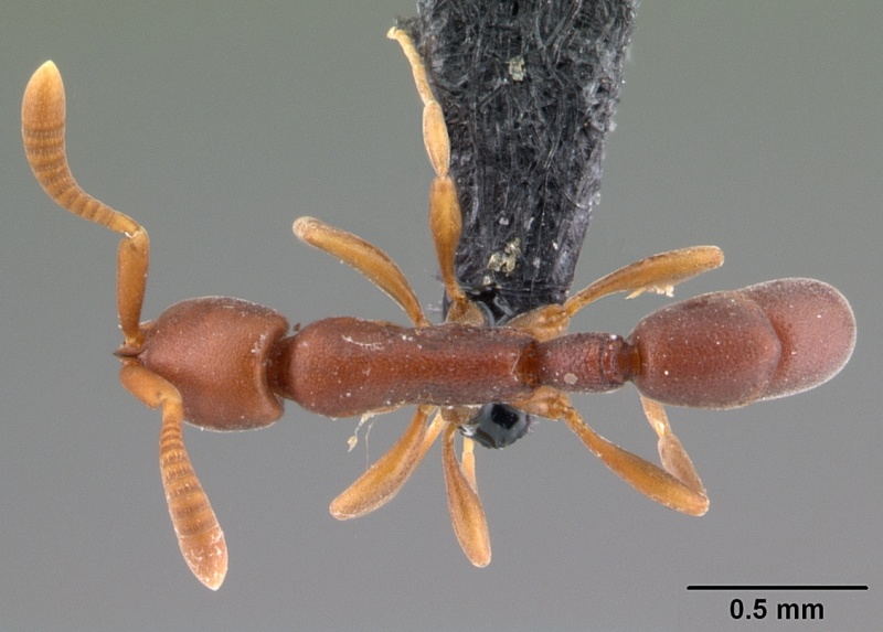 File:Probolomyrmex tani casent0041505 dorsal 1.jpg