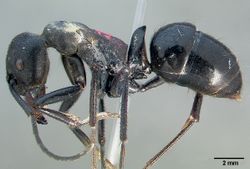 Streblognathus aethiopicus casent0005444 profile 1.jpg