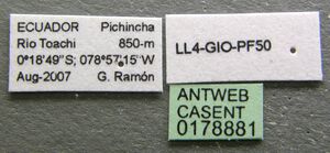 Tatuidris tatusia casent0178881 label 1.jpg