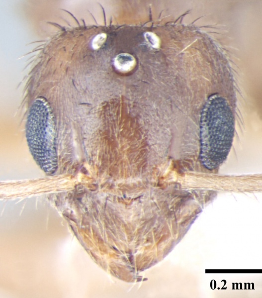 File:Nylanderia smythiesii h queen.jpg