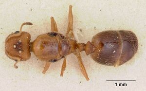 Pheidole rufescens casent0172981 dorsal 1.jpg