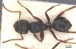 Camponotus avius casent0911825 d 1 high.jpg