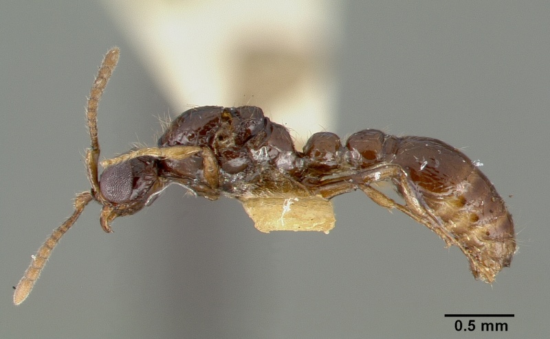 File:Cerapachys nitens castype06961 profile 2.jpg