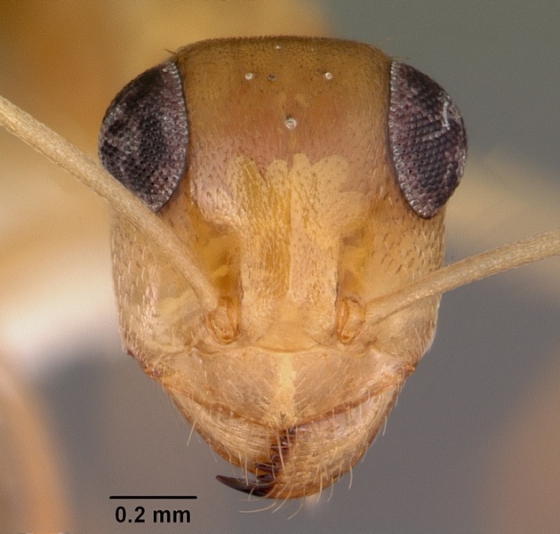 File:Myrmecocystus pyramicus casent0104938 head 1.jpg