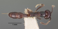 Onychomyrmex hedleyi casent0102176 dorsal 1.jpg