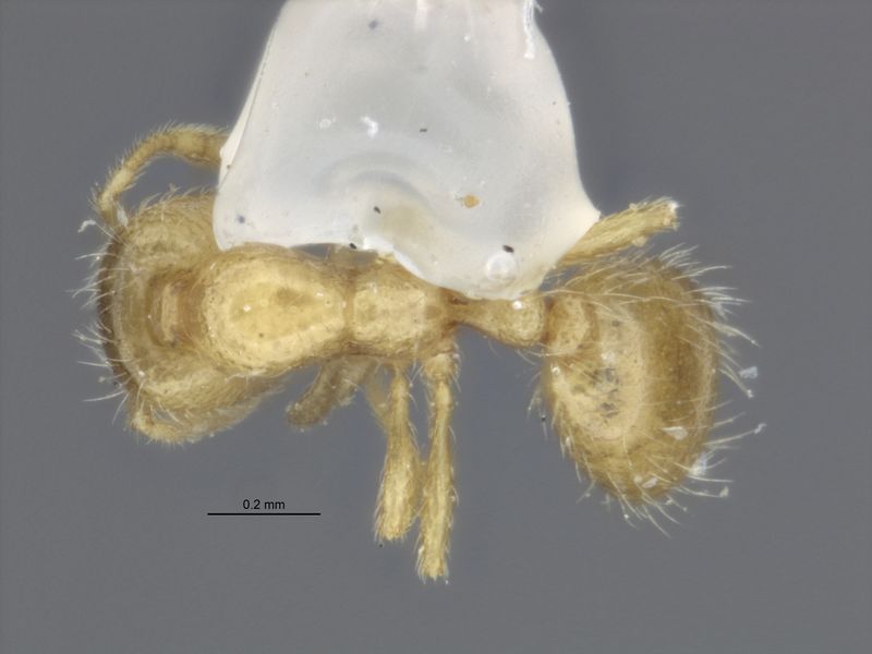 File:Solenopsis melina top.jpg