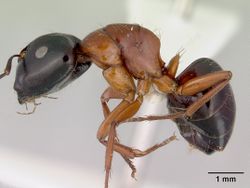 Camponotus armstrongi casent0172150 profile 1.jpg