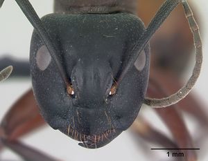 Camponotus ligniperda casent0173649 head 1.jpg