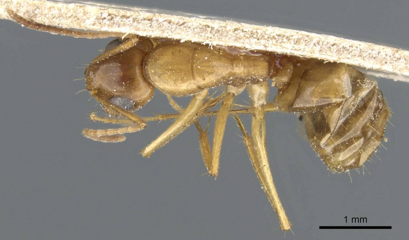 File:Camponotus nasutus casent0905454 d 1 high.jpg