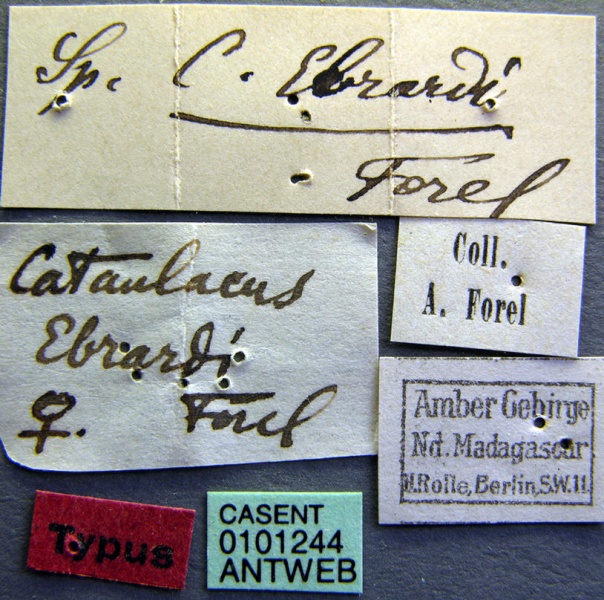 File:Cataulacus ebrardi casent0101244 label 1.jpg