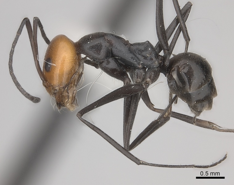 File:Dorymyrmex tener casent0217411 p 1 high.jpg