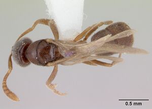 Hypoponera beebei casent0173307 dorsal 1.jpg