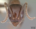 Linepithema dispertitum casent0010798 head 1.jpg