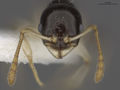 MCZ-ENT00531355 Temnothorax ciferrii hef.jpg