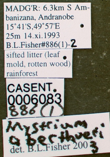 File:Mystrium oberthueri casent0006083 label 1.jpg