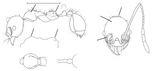 Pheidole bucculenta Wilson 2003.jpg