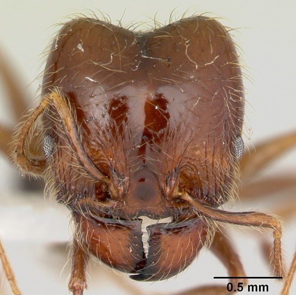 File:Pheidole gertrudae casent0178028 head 1.jpg