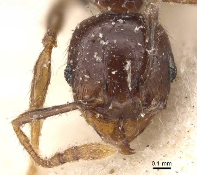 File:Pheidole rhinoceros casent0610062 h 1 high.jpg