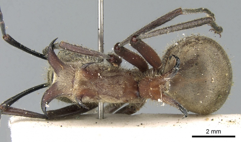 File:Polyrhachis montana casent0906321 d 1 high.jpg