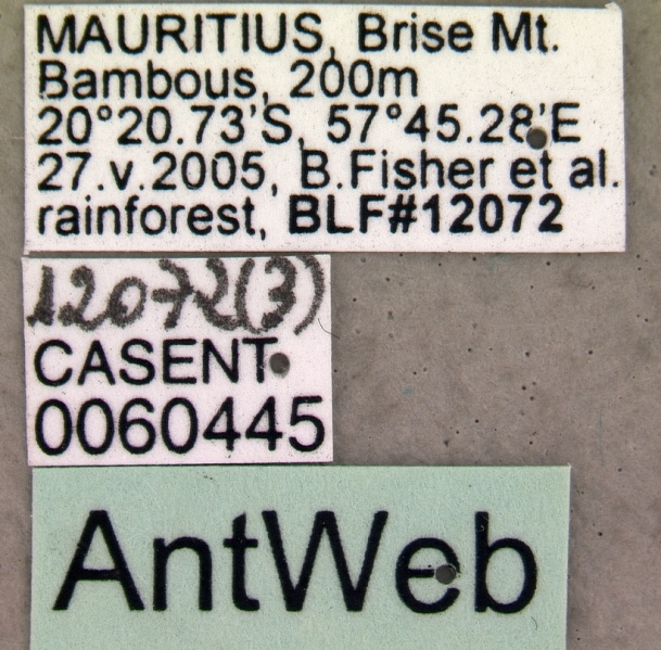 File:Tetramorium lanuginosum casent0060445 label 1.jpg