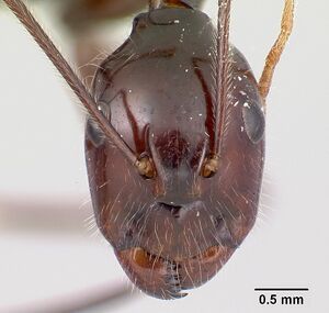 Camponotus karaha casent0179435 h 1 high.jpg