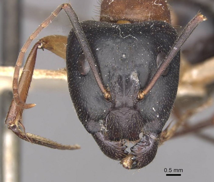 File:Camponotus nigriceps casent0910309 h 1 high.jpg