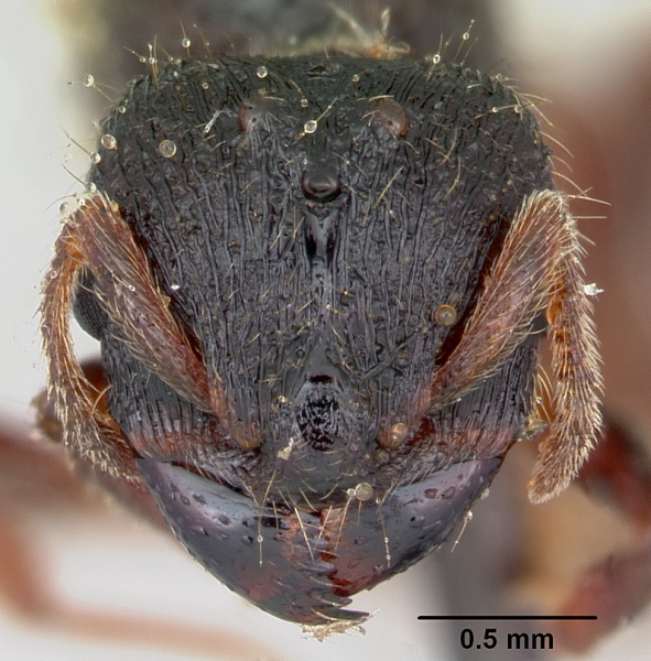 File:Carebara longii casent0103521 head 1.jpg