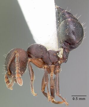 Crematogaster opaca casent0104693 profile 2.jpg