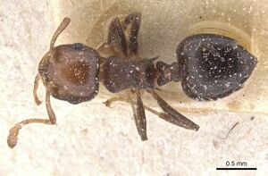 Crematogaster werneri casent0912729 d 1 high.jpg