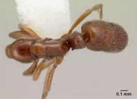 Hypoponera tecta D casent0226551.jpg