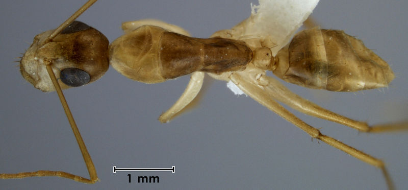 File:Camponotus churchetti paratype ANIC32-053474 top.jpg