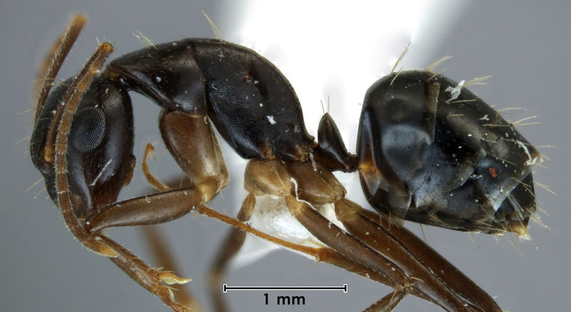 File:Camponotus fraseri paratype ANIC32-053464 side.jpg