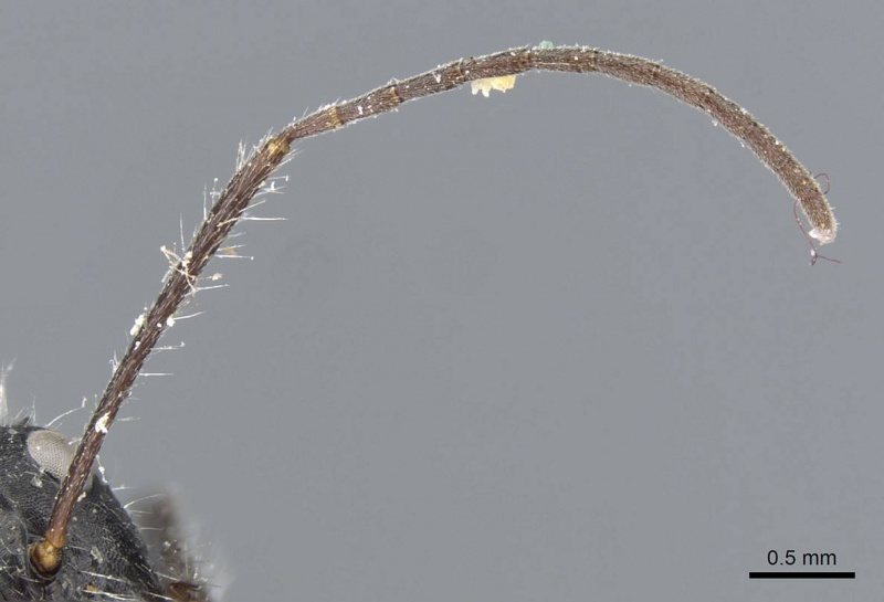 File:Camponotus wasmanni casent0905413 h 2 high.jpg