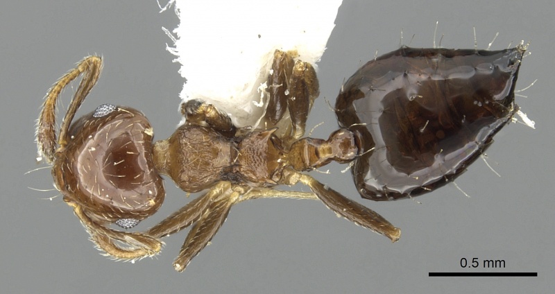 File:Crematogaster bryophilia inbiocri001225726 d 1 high.jpg