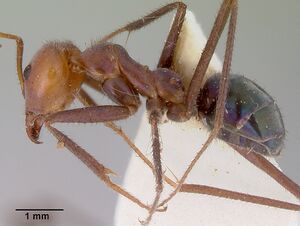 Iridomyrmex galbanus casent0172038 profile 1.jpg