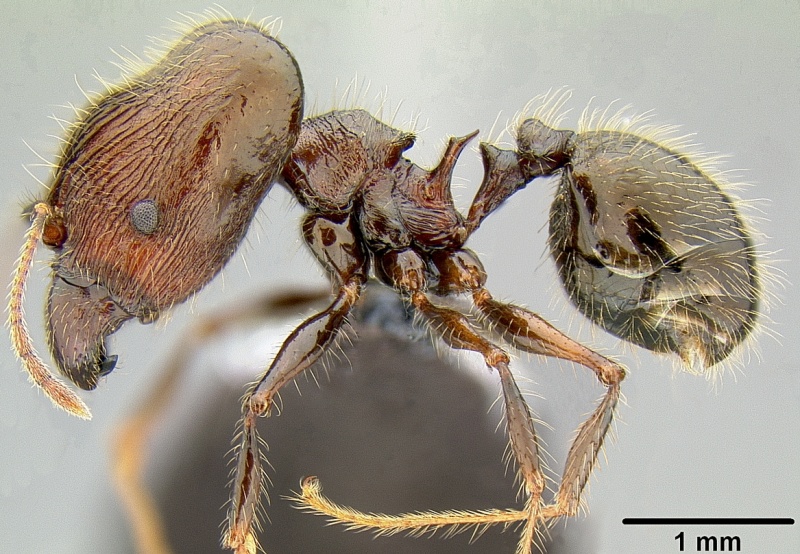 File:Pheidole furcata casent0171111 p 1 high.jpg