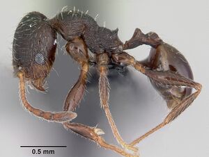 Pheidole senex casent0104911 profile 1.jpg