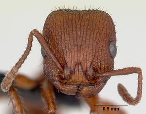 Pogonomyrmex imberbiculus casent0066390 head 1.jpg