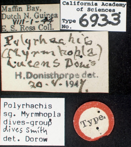 File:Polyrhachis dives castype06933 label 1.jpg