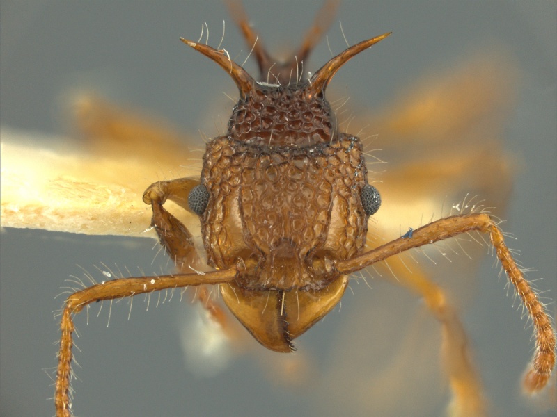 File:Acanthomyrmex-luciolaeHUMCZ001H4.jpg