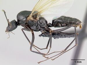 Camponotus liandia male casent0179439 p.jpg