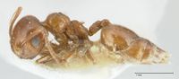 Crematogaster afghanica focol1798-1 p 1 high.jpg