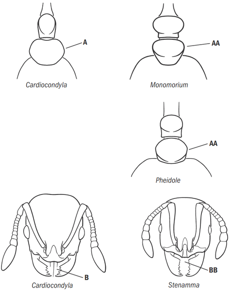 File:Fisher & Cover 2007, Key Fig. 58.png