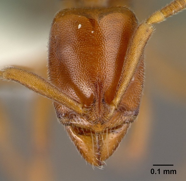 File:Hypoponera odiosa H casent0226603.jpg