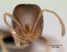 Monomorium destructor casent0073621 head 1.jpg