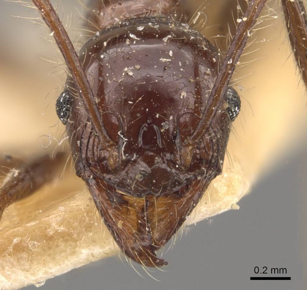 File:Pheidole bluntschlii casent0908314 h 1 high.jpg