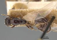 Pheidole weiseri casent0922372 d 1 high.jpg