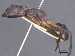 Camponotus compressus probativus casent0911927 p 1 high.jpg
